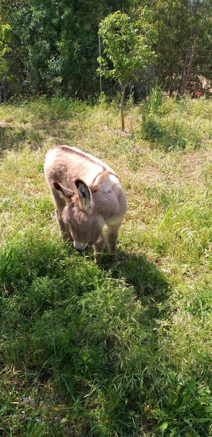 Agriturismo Funtan'Arva Loculi Εξωτερικό φωτογραφία
